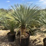 Yucca Rostrata - výška 140-160 cm, výška kmeňa: 50/60 cm, kont. C90L (-22°C) 